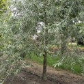 Pyrus salicifolia 'Pendula' - 2