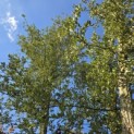 Quercus Suber - 9
