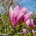 Magnolia 'Susan' - Afbeelding 3