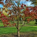 Cornus Florida 'Rainbow' - Afbeelding 1