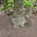 Fagus sylvatica 'Atropunicea' - 3