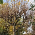 Tilia x europaea - Foto 4