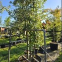 Quercus ilex - 2