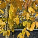 Parrotia persica 'Vanessa' - 1