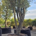 Quercus Suber - Foto 5