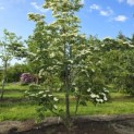 Cornus kousa 'Venus' - 1