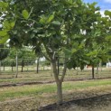 Quercus pontica - 4