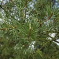 Pinus sylvestris - 1