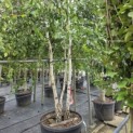 betula pendula - 1