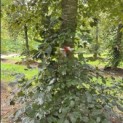Fagus sylvatica 'Atropunicea' - juli blad in de schaduw kleurt naar groen