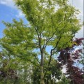 Gleditsia triacanthos 'Sunburst' - Foto 1