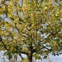 Sycoparrotia semidecidua 'Prins Claus' - 1