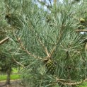 Pinus sylvestris - Foto 1