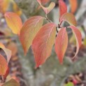 Cornus kousa 'Milky Way' - 31 oktober 2024