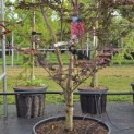 Acer palmatum 'Red Emperor' - Foto 3