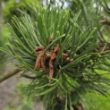 Pinus nigra Oregon Green - Foto 1