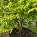 Acer Triflorum - Foto 2