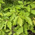 Acer Triflorum - Foto 3