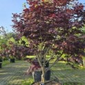 Acer palmatum 'Bloodgood' - Foto 3