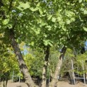 Ginkgo biloba - Foto 3