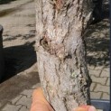 Ginkgo biloba - Foto 4