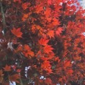 Acer palmatum 'Fireglow' - 5