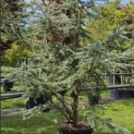 Cedrus libani 'Silberspitz' - 2