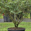 Hamamelis Mollis - 3
