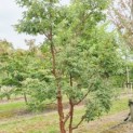 Acer griseum - Foto 3