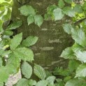 Fagus sylvatica 'Atropunicea' - 4