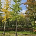 Ginkgo biloba - 1