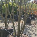 Sorbus aucuparia - 1