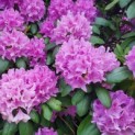 Rhododendron 'Catawbiense Grandiflorum - Afbeelding 2