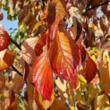 Cornus controversa - Foto 1