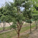 Acer griseum - Foto 1
