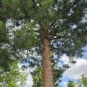 Pinus sylvestris - 1