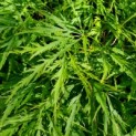 Acer palmatum 'Dissectum' - 2