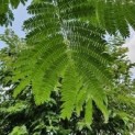 Albizia julibrissin, Perzische slaapboom blad