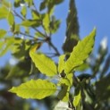 Quercus ilex - impressie foto blad