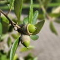 Quercus ilex - impressie blad en eikeltjes steeneik