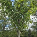 Acer rubrum 'Summer Red' - 4