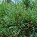 Pinus sylvestris 'Watereri' - Foto 7
