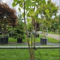 Paulownia tomentosa 'Hulsdonk' - 2
