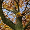 Fagus sylvatica - Afbeelding 17 nov 2023