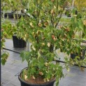 Cornus kousa 'Weisse Fontaine' - Foto 1