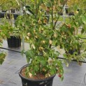 Cornus kousa 'Weisse Fontaine' - Foto 2