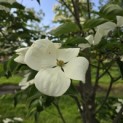Cornus kousa 'Venus' - 1