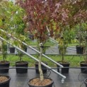 Liquidambar styraciflua op voetstam - Foto 2