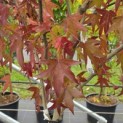 Liquidambar styraciflua op voetstam - Foto 3