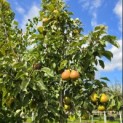 Pyrus c. 'Gieser Wildeman' - 3